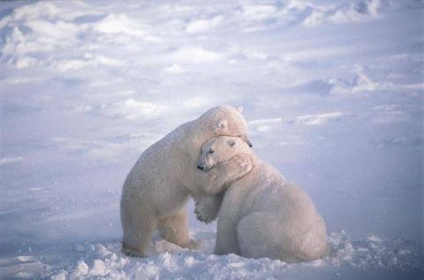 I Wish You Lots of Bear Hugs